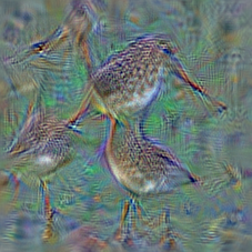 n02028035